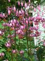   ροζ Λουλούδια κήπου Martagon Κρίνος, Καπάκι Κοινή Τούρκου Κρίνος / Lilium φωτογραφία