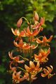   oranžna Vrtno Cvetje Martagon Lilija, Cap Skupnih Turka Lily / Lilium fotografija