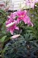   розов Градински цветове Ориенталска Лилия / Lilium снимка