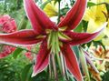 fotografija Orientalski Lily opis