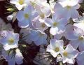 Stór-Flowered Phlox, Fjall Phlox, Kalifornía Phlox