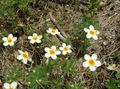   blanco Flores Grandes Phlox, Phlox Montaña, Phlox California / Linanthus Foto