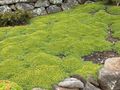   žalias Sodo Gėlės Azorella, Yareta Nuotrauka