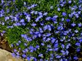   azul Flores do Jardim Lobelia Cortadas, Lobelia, Lobelia Anual À Direita foto