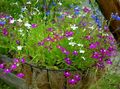   purpurowy Ogrodowe Kwiaty Roczne Lobelia zdjęcie