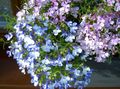   ライトブルー 庭の花 エッジングロベリア、年間ロベリア、後続ロベリア / Lobelia フォト