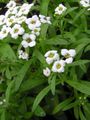  бял Градински цветове Сладки Alyssum, Сладко Алисън, Море Lobularia / Lobularia maritima снимка
