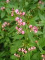   pink Myg Blomst / Lopezia racemosa Foto