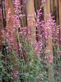   粉红色 园林花卉 藿香，混合八角牛膝草，墨西哥薄荷 / Agastache 照