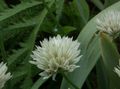   бял Градински цветове Декоративни Лук / Allium снимка