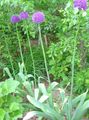   lila Tuin Bloemen Sierui / Allium foto