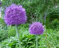   purpurs Dārza Ziedi Dekoratīvo Sīpolu / Allium Foto