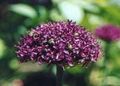   ブルゴーニュ 庭の花 観賞用のタマネギ / Allium フォト