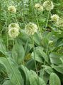   зелен Баштенске Цветови Украсно Лук / Allium фотографија