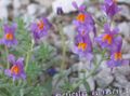   flieder Gartenblumen Linaria Foto