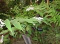   fehér Hamis Gyöngyvirág, Vad Gyöngyvirág, Kétszárnyú Hamis Salamon Pecsétje / Maianthemum fénykép