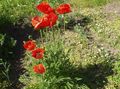   kırmızı Bahçe Çiçekleri Oryantal Haşhaş / Papaver orientale fotoğraf