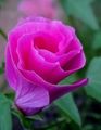   ροζ Λουλούδια κήπου Malope / Malope trifida φωτογραφία