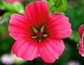   rdeča Vrtno Cvetje Malope / Malope trifida fotografija