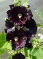   შავი ბაღის ყვავილები Hollyhock / Alcea rosea სურათი