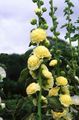   geltonas Sodo Gėlės Piliarožė / Alcea rosea Nuotrauka