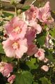   ვარდისფერი ბაღის ყვავილები Hollyhock / Alcea rosea სურათი