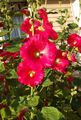   red Garden Flowers Hollyhock / Alcea rosea Photo