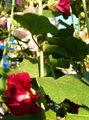   burgundia Kerti Virágok Mályvarózsa / Alcea rosea fénykép