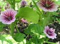   ピンク 庭の花 アオイ、フランスのタチアオイ / Malva sylvestris フォト