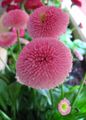   ροζ Λουλούδια κήπου Bellis Μαργαρίτα, Αγγλικά Μαργαρίτα, Μαργαρίτα Γκαζόν, Bruisewort / Bellis perennis φωτογραφία