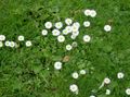   biely Záhradné kvety Bellis Sedmokráska, Anglicky Sedmokráska, Trávnik Sedmokráska, Bruisewort / Bellis perennis fotografie