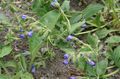   μπλε Λουλούδια κήπου Lungwort / Pulmonaria φωτογραφία