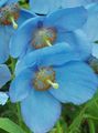   albastru deschis Gradina Flori Mac Albastru Himalayan / Meconopsis fotografie
