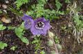   violett Trädgårdsblommor Himalayas Blå Vallmo / Meconopsis Fil
