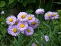   lilac Garden Flowers Seaside Daisy, Beach Aster, Flebane / Erigeron glaucus Photo