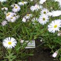   branco Flores do Jardim Daisy Beira Mar, Praia Aster, Flebane / Erigeron glaucus foto