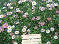   ვარდისფერი ბაღის ყვავილები იტალიური Daisy, Santa Barbara Daisy, ცეკვა Daisy, ლათინური ამერიკის Fleabane, ზღვისპირა Daisy / Erigeron  karvinskianus სურათი