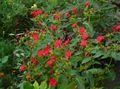   rojo Flores de jardín Cuatro, Maravilla De Perú / Mirabilis jalapa Foto