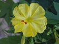   jaune les fleurs du jardin Quatre Heures, Merveille Du Pérou / Mirabilis jalapa Photo