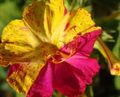   fialový Záhradné kvety Štyri Hodiny Zázrak Peru / Mirabilis jalapa fotografie