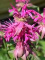   roosa Aias Lilli Bee Palsam, Loodusliku Bergamoti / Monarda Foto