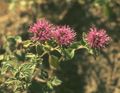   rot Gartenblumen Scharlach Monardella, Kolibri Coyote Minze Foto