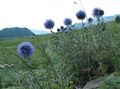   jasnoniebieski Ogrodowe Kwiaty Echinops zdjęcie