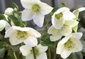   λευκό Λουλούδια κήπου Χριστούγεννα Αυξήθηκαν, Νηστίσιμα Τριαντάφυλλο / Helleborus φωτογραφία