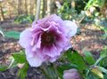   lilla Have Blomster Julerose, Fastetiden Rose / Helleborus Foto