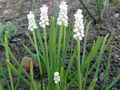   ホワイト 庭の花 ムスカリ / Muscari フォト