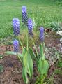  light blue Garden Flowers Grape hyacinth / Muscari Photo
