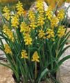   dzeltens Dārza Ziedi Vīnogu Hiacinte / Muscari Foto