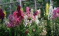   burgunder Hage blomster Revebjelle / Digitalis Bilde