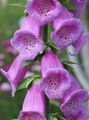   იასამნისფერი ბაღის ყვავილები Foxglove / Digitalis სურათი